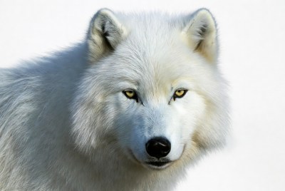 Arctic Wolf Closeup Portrait