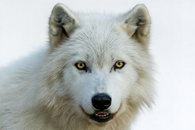 White Arctic Wolf Closeup