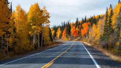 Aspen Trees Lining Autumn Road
