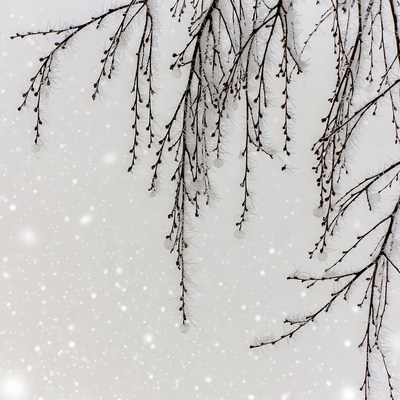 Snowy Branches with Falling Snow