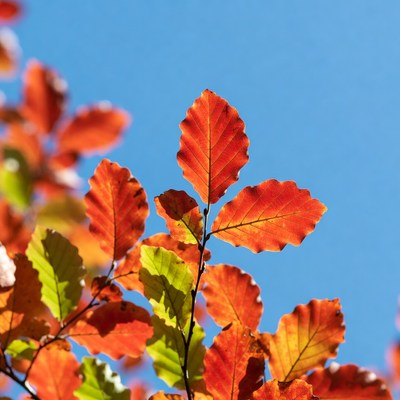 Autumn beech leaves against blue sky