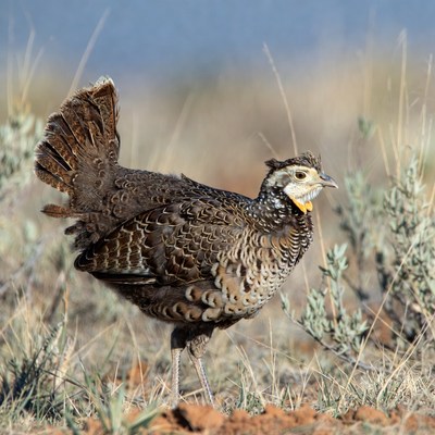 Scaled Quail in dry grassland