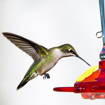 Hummingbird feeding at red feeder