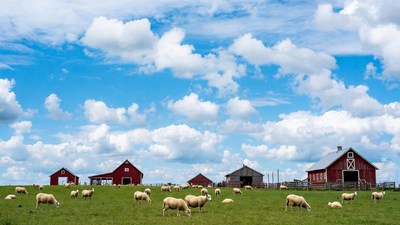 Sheep grazing near red barns