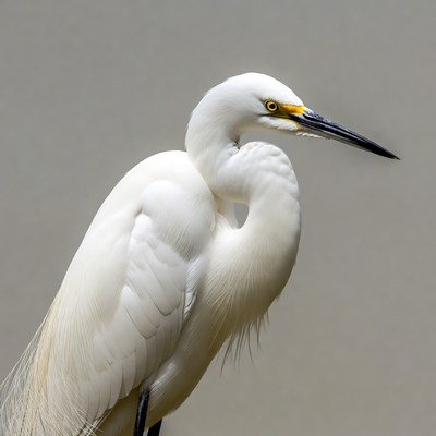 White egret with yellow beak