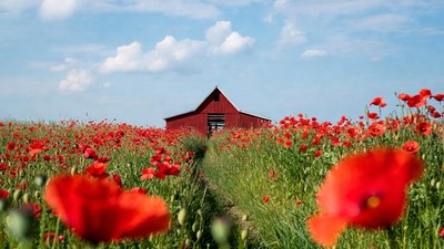 Red Barn in Poppy Field