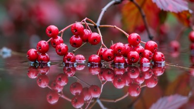 Red Berries with Water Reflection