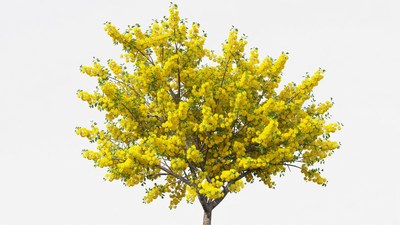 Yellow Blossom Tree Isolated Background