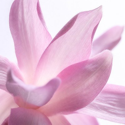 Pink Magnolia Flower Closeup