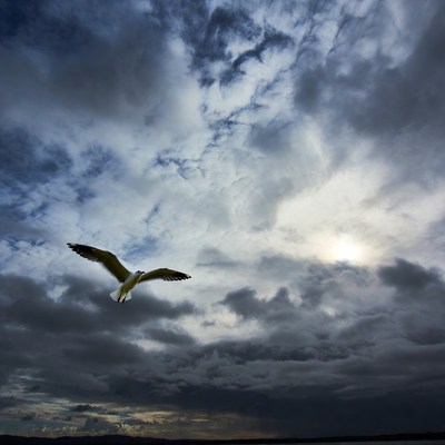 Seagull flying over stormy clouds