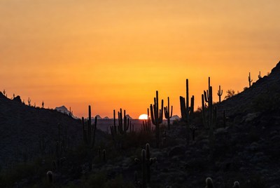 Saguaro Cacti Silhouette at Sunset