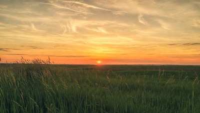 Sunset over tall grass field