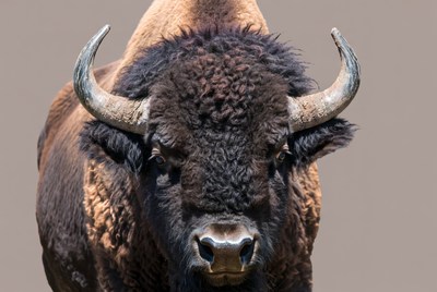 Close-up American Bison Head