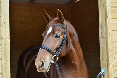 Bay horse in stable doorway
