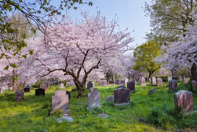 Cherry Blossoms Over Cemetery Gravestones