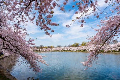 Cherry Blossoms Framing Calm Lake