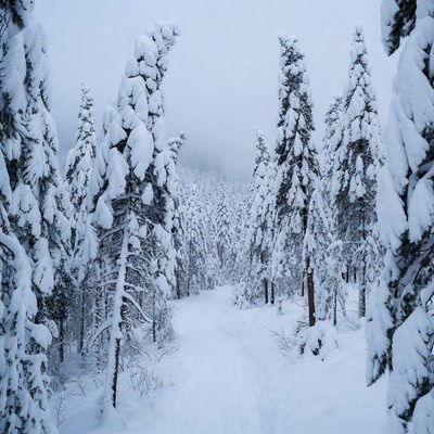 Snowy Pine Forest Trail