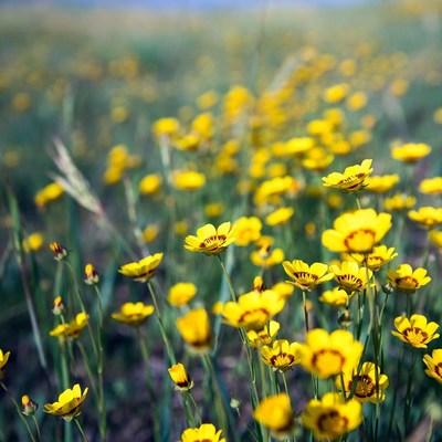 Yellow Wildflowers in Green Field