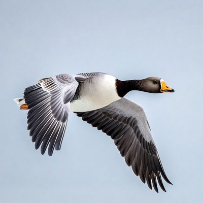 Barnacle Goose Flying in Sky