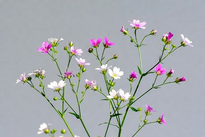 Pink and White Flowers on Gray Background