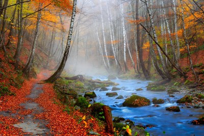 Autumn Forest Path with Misty River