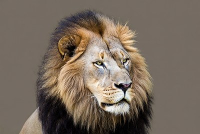 Majestic lion close-up portrait