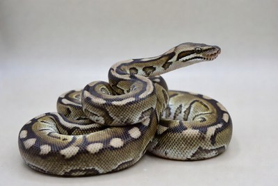 Ball Python coiled on white background
