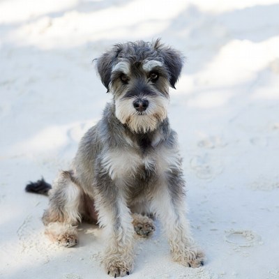 Miniature Schnauzer puppy on beach