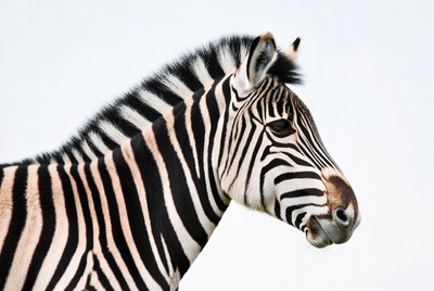 Zebra head profile view