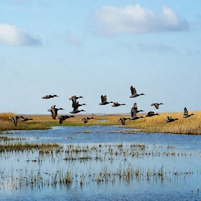 Flock of ducks flying over marsh