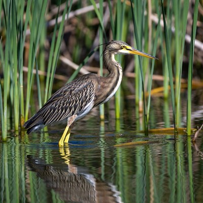 Tricolored Heron in Marsh Water