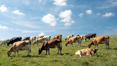 Herd of cows grazing in green pasture