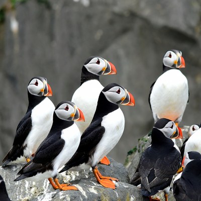 Group of puffins on rocky cliff