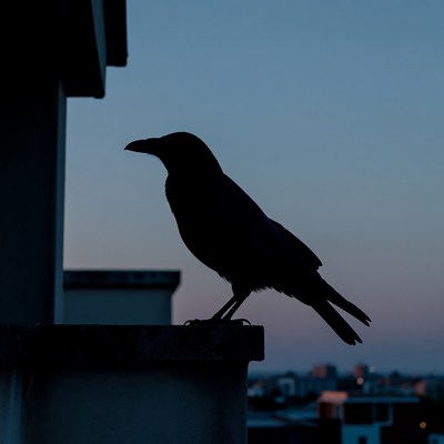 Silhouette of crow on rooftop