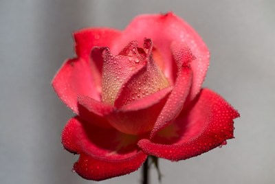 Red Rose with Dew Drops