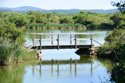 Wooden bridge over calm lake