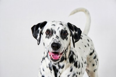 Dalmatian dog smiling on white background