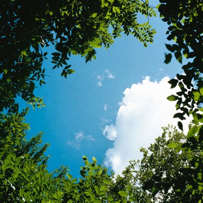 Blue Sky Through Green Tree Canopy