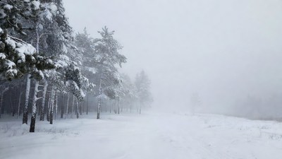 Snowy Pine Forest in Fog