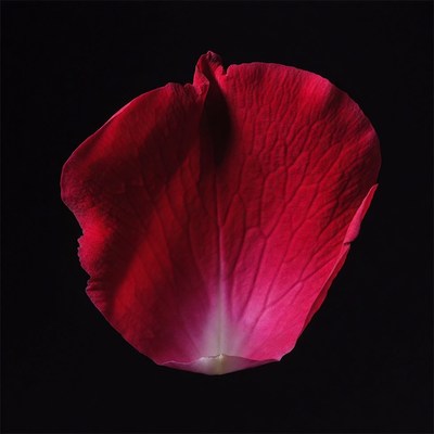 Red Rose Petal on Black Background