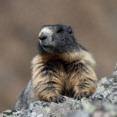 Marmot sitting on rocky terrain