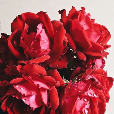 Red Roses with Water Droplets