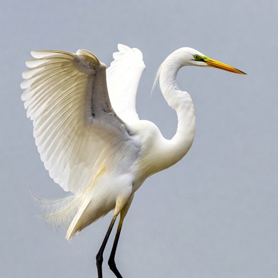Great Egret Spreading Wings