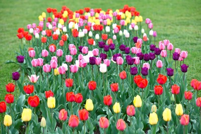 Colorful Tulips Blooming in Garden