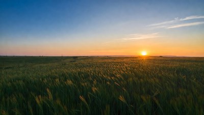 Sunset over Wheat Field