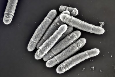 Bacillus Bacteria Microscope Image