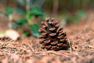Pine Cone on Forest Floor