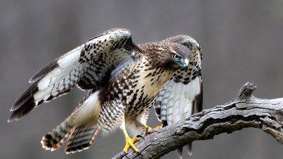 Red-tailed Hawk Perched on Branch