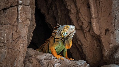 Iguana emerging from rock cave