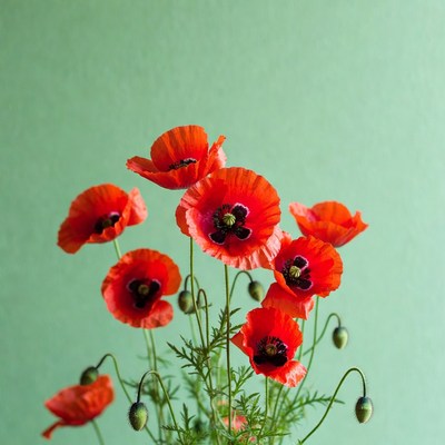 Red Poppy Flowers on Green Background